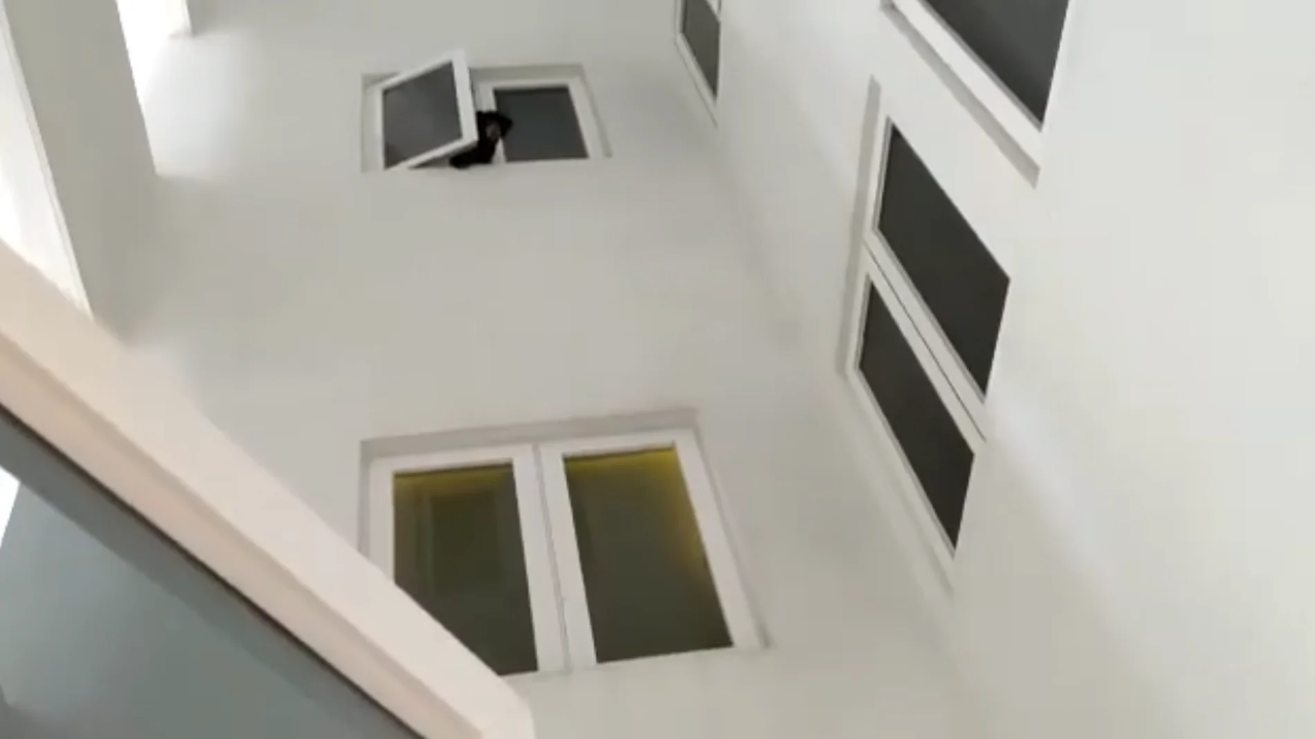 Oso asomado por la ventana de la vivienda Oso asomado por la ventana de la vivienda