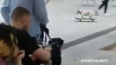 El perro skater de Palma 