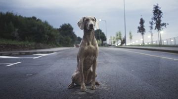 Perro en la carretera
