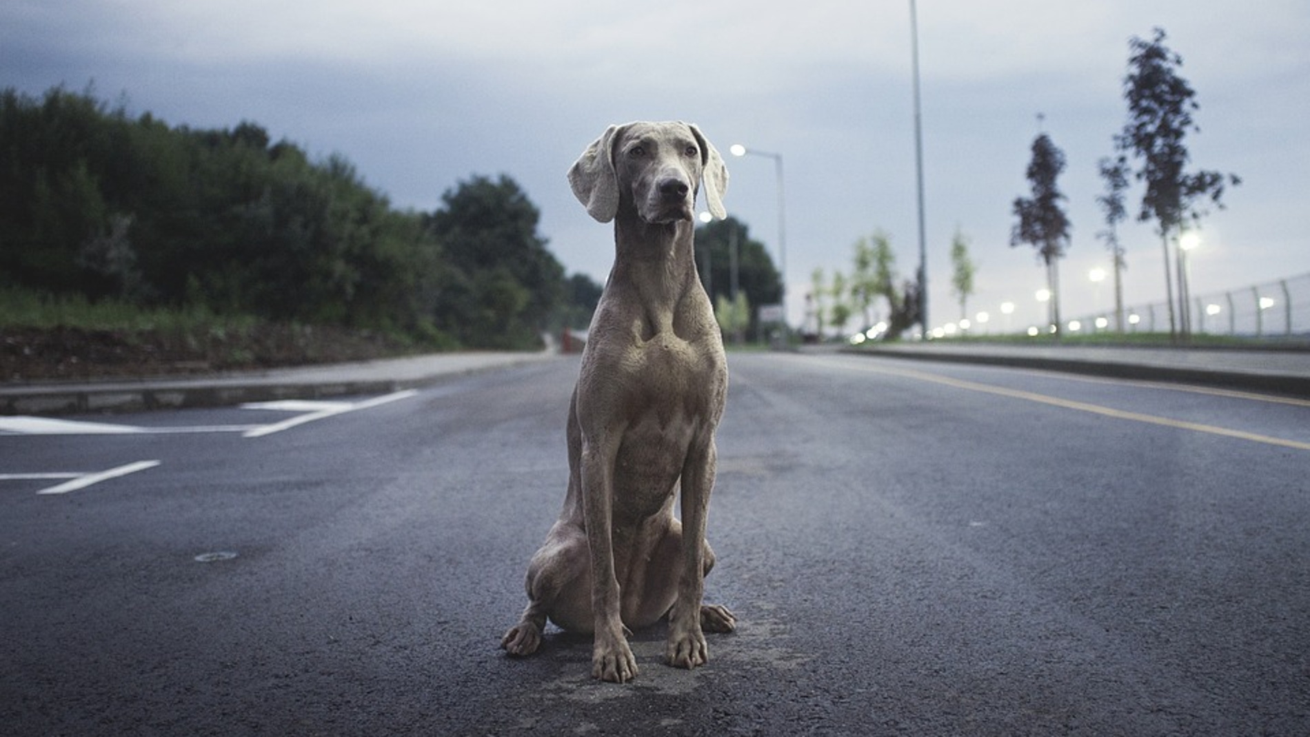 Perro en la carretera