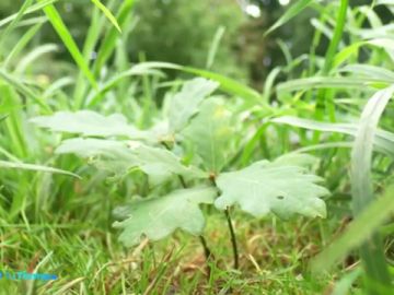 plantas extinguen plantas extinguen