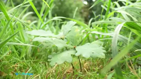 plantas extinguen plantas extinguen