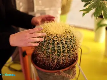 plantas suenan plantas suenan