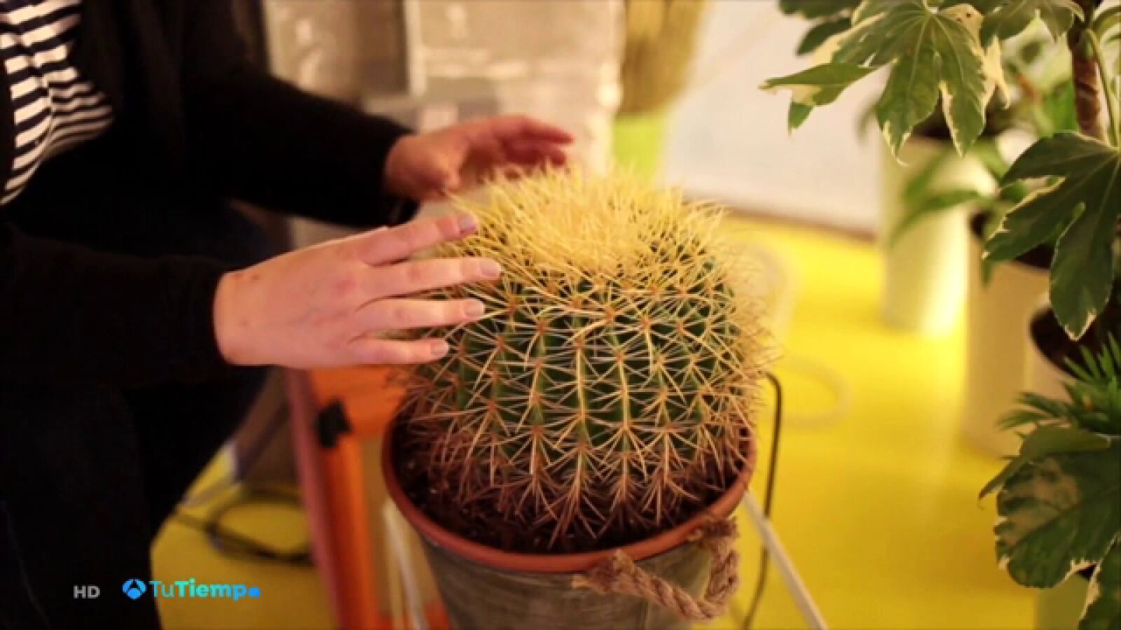 ¿A qué suenan las plantas? Un artista demuestra que tienen 'música'