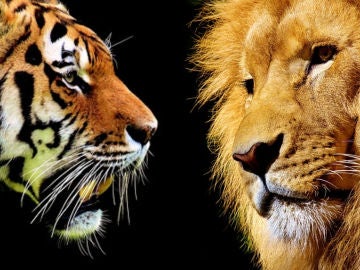 Tigre y león Tigre y león