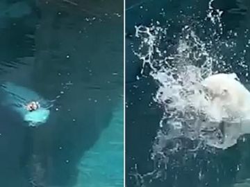 Oso polar atacando a un pato Oso polar atacando a un pato