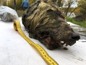 Encuentran la cabeza de un lobo gigante de hace 40.000 años