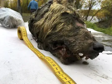 Encuentran la cabeza de un lobo gigante de hace 40.000 años Encuentran la cabeza de un lobo gigante de hace 40.000 años