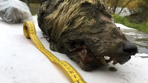 Encuentran la cabeza de un lobo gigante de hace 40.000 años Encuentran la cabeza de un lobo gigante de hace 40.000 años