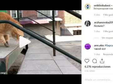 Gato con cuatro patas biónicas Gato con cuatro patas biónicas