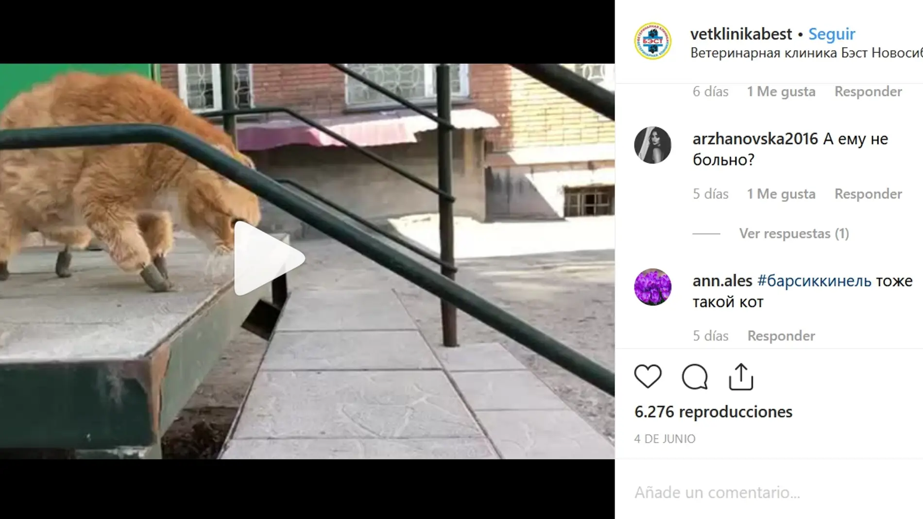 Gato con cuatro patas biónicas