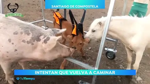 ternero ternero