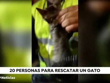 Casi 20 personas para rescatar a un gato en Arucas