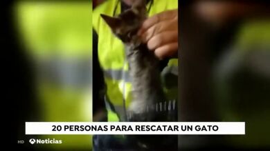 Casi 20 personas para rescatar a un gato en Arucas
