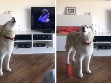 Perro cantan opera Perro cantan opera