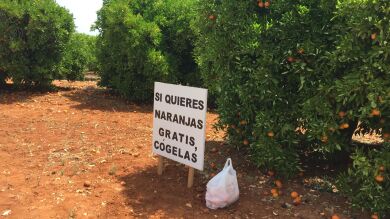 Un agricultor de Benidoleig regala las naranjas de su huerta porque pierde dinero si las recoge