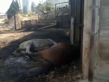 Incendio Tarragona: Denuncian a la granja de gallinas donde se acumulaba el estiércol que ha originado el fuego