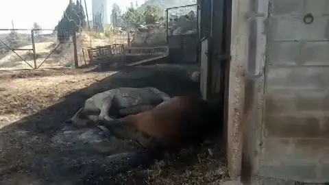 Incendio Tarragona: Denuncian a la granja de gallinas donde se acumulaba el estiércol que ha originado el fuego Incendio Tarragona: Denuncian a la granja de gallinas donde se acumulaba el estiércol que ha originado el fuego
