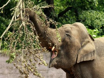 Elefante Elefante