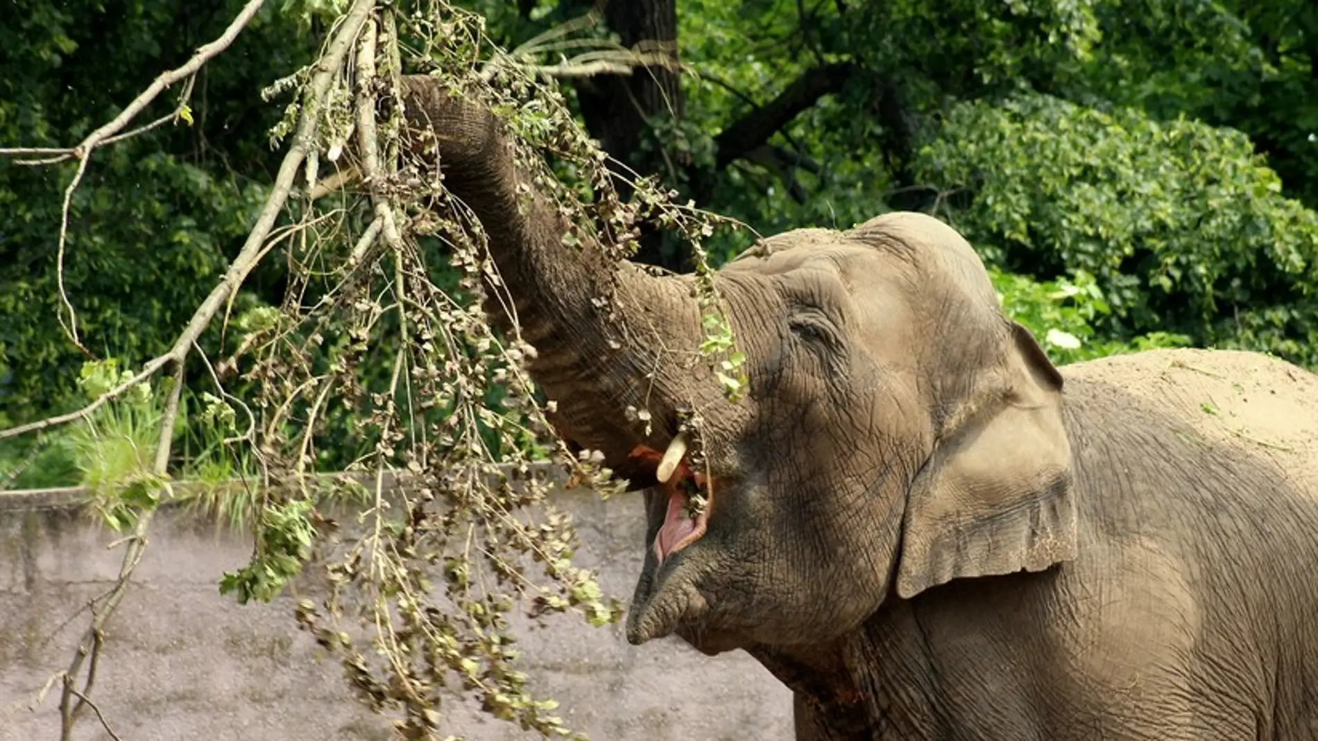 Elefante