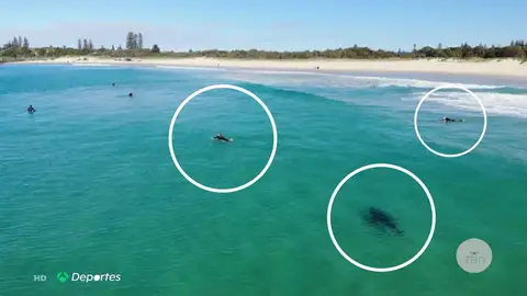 TiburonA3D TiburonA3D