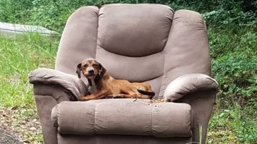 El cachorro abandonado en el sillón 