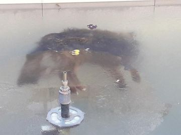 Un perro congelado en una fuente en Potosí (Bolivia)