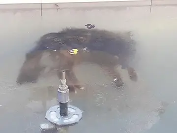 Un perro congelado en una fuente en Potosí (Bolivia) Un perro congelado en una fuente en Potosí (Bolivia)