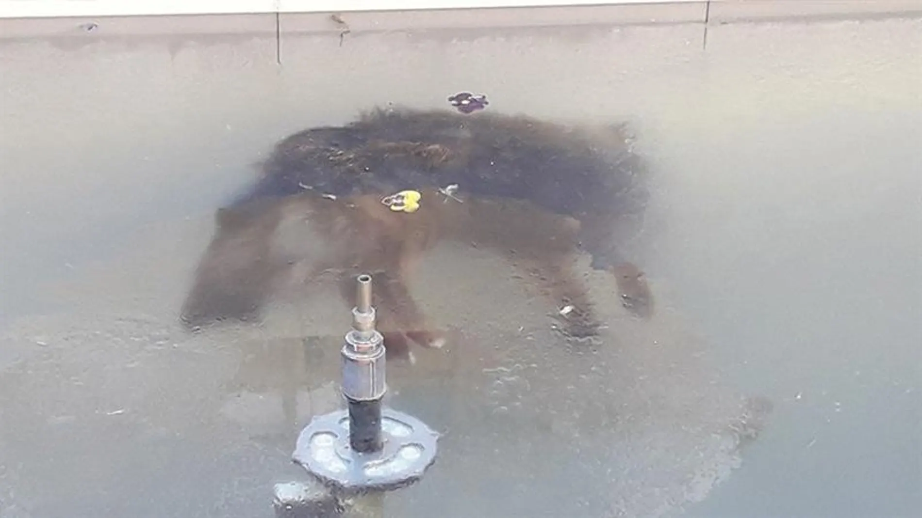 Un perro congelado en una fuente en Potosí (Bolivia) Un perro congelado en una fuente en Potosí (Bolivia)