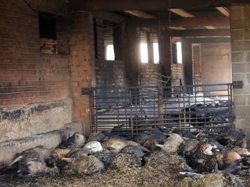 Ovejas abrasadas en una granja afectada por el incendio