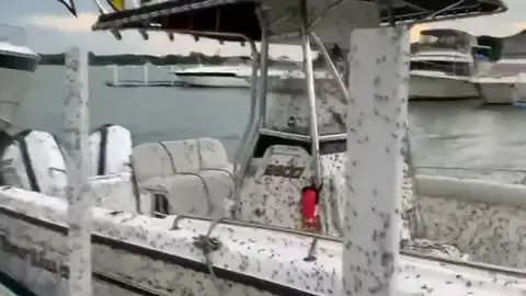 Plaga de moscas en Ohio. Plaga de moscas en Ohio.