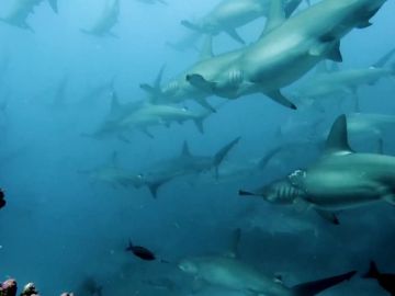Tiburones martillo Tiburones martillo