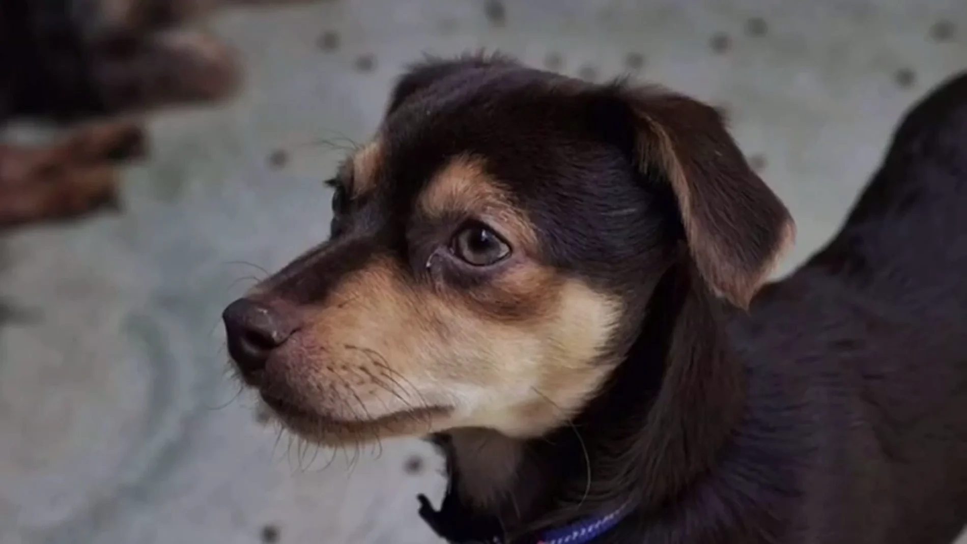 Perro Perro