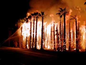 Uno de los incendios registrados la pasada madrugada en un huerto de palmeras del Camp d'Elx.