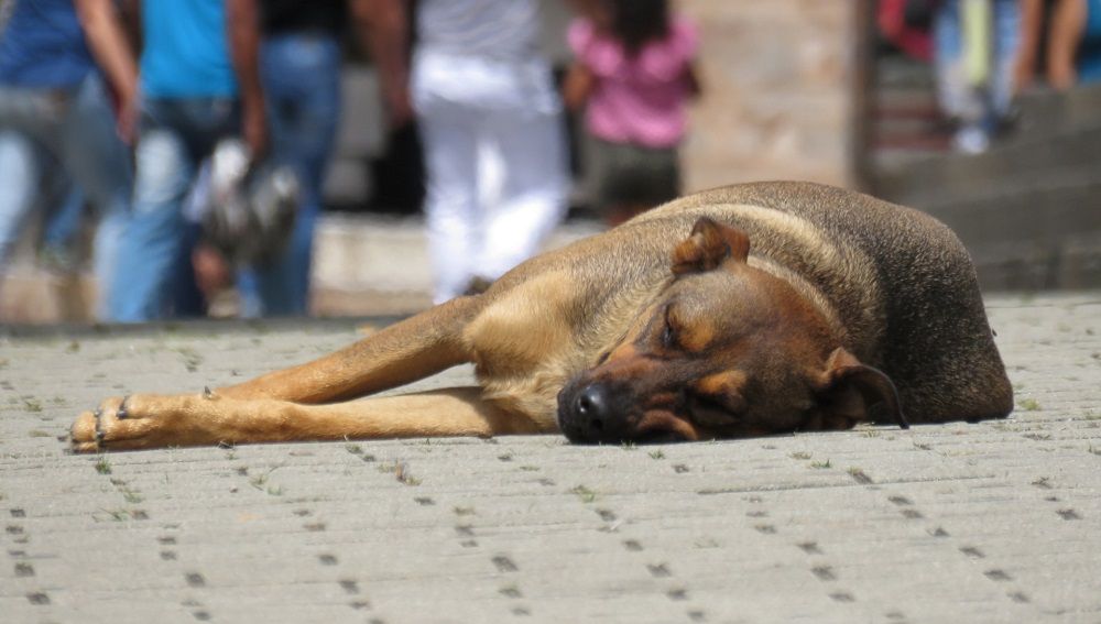 Perro acostado en la calle