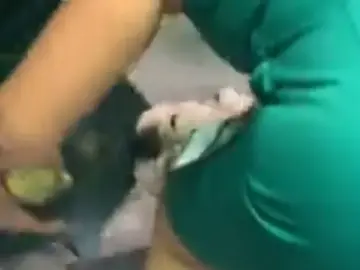 Un perro se come el diploma de su dueña Un perro se come el diploma de su dueña