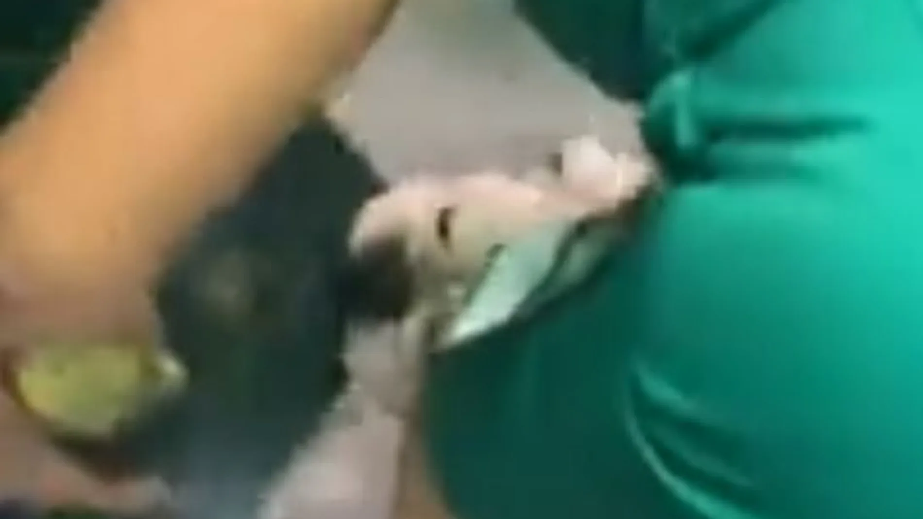 Un perro se come el diploma de su dueña Un perro se come el diploma de su dueña