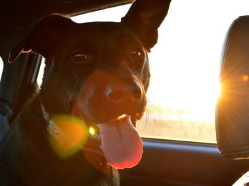 Perro en el interior de un coche