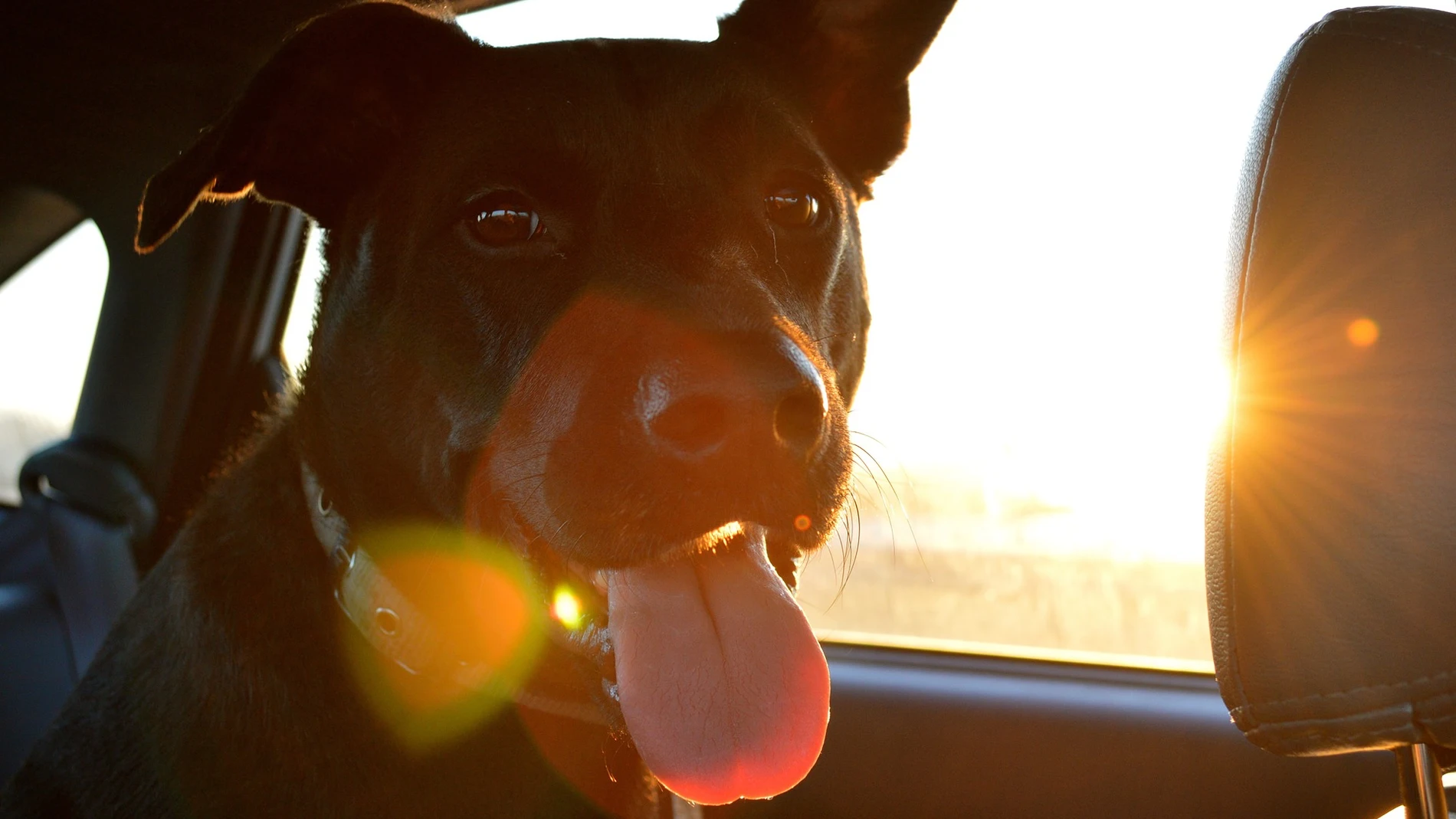 Perro en el interior de un coche Perro en el interior de un coche