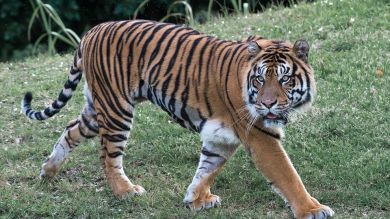 Un tigre se refugia en una vivienda para huir de las inundaciones en India