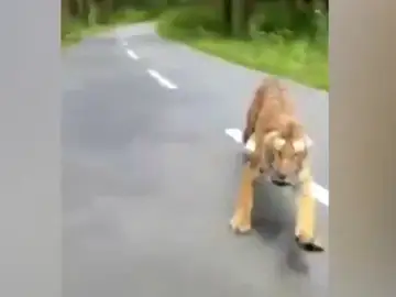 Un tigre ataca a un motorista en la India Un tigre ataca a un motorista en la India