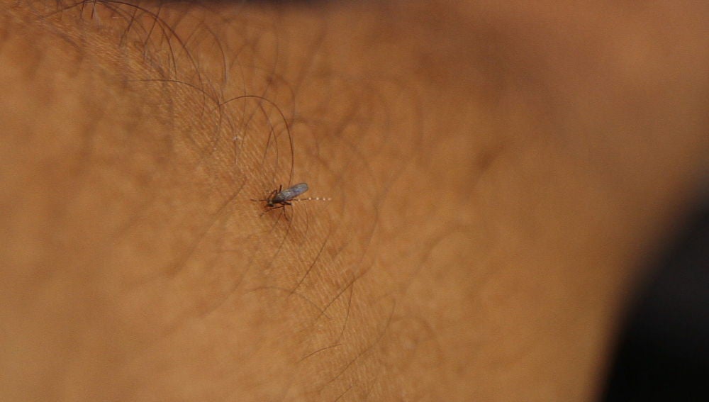 Fotografía tomada de un mosquito en el brazo de una persona