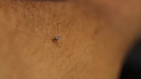 Fotografía tomada de un mosquito en el brazo de una persona Fotografía tomada de un mosquito en el brazo de una persona