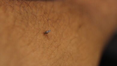 Plaga de mosquitos en Barbate (Cádiz): los vecinos piden una solución 