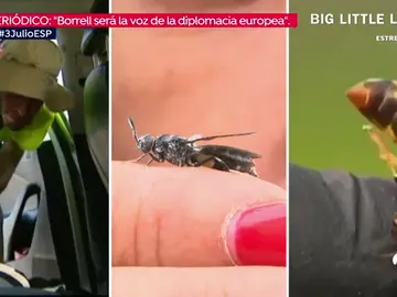 plagas del verano plagas del verano