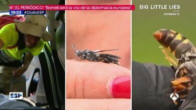 Este verano España convivirá con tres peligrosas plagas de insectos a las que se busca poner fin