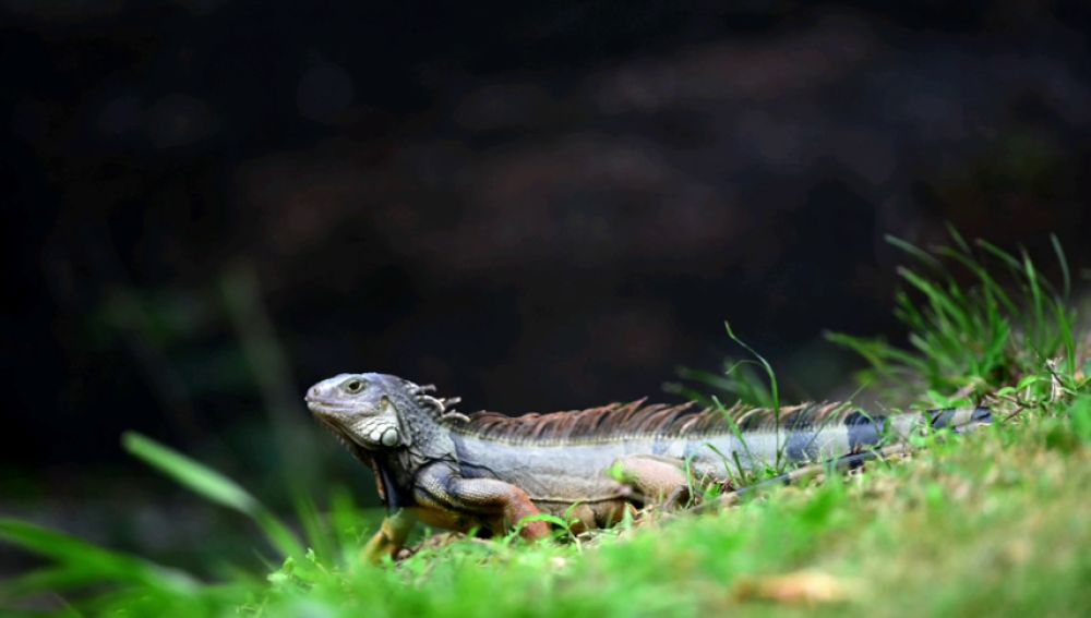Muere un hombre tras comer un lagarto en Australia