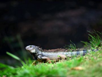 Muere un hombre tras comer un lagarto en Australia