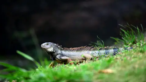 Muere un hombre tras comer un lagarto en Australia Muere un hombre tras comer un lagarto en Australia