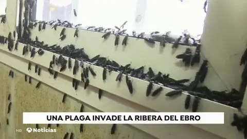 PLAGAS PLAGAS